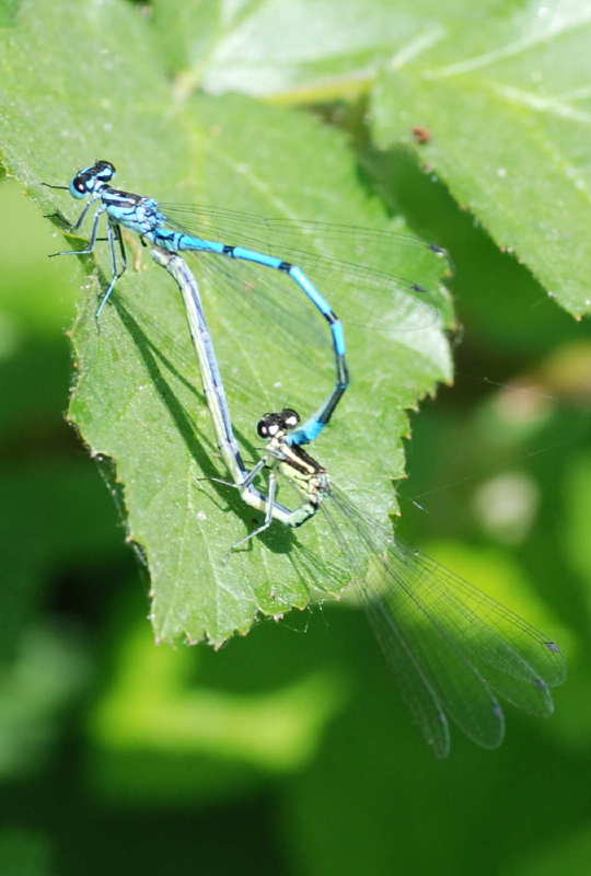 07 coenagrion puella 3