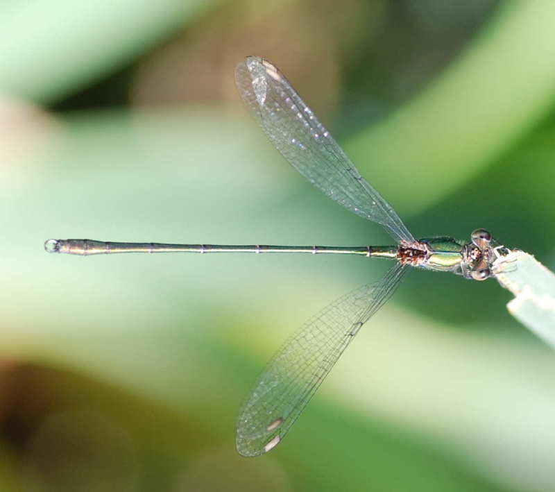 07 lestes viridis 3