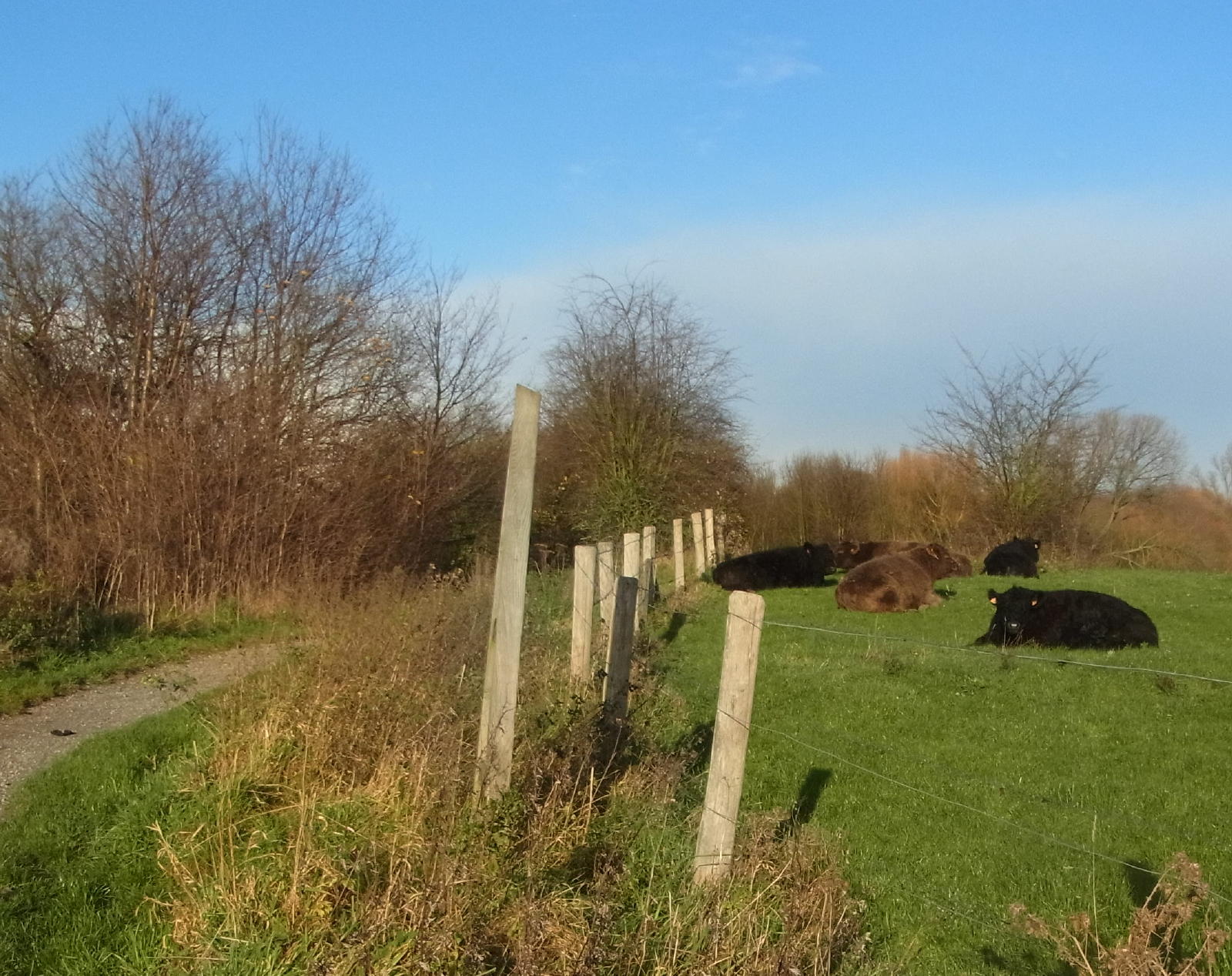2 galloways