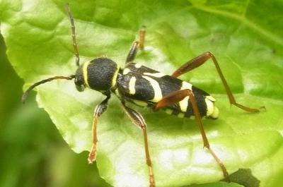 21 clytus arietis 83