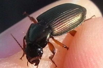 21 harpalus affinis 2