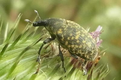 21 larinus turbinatus 1