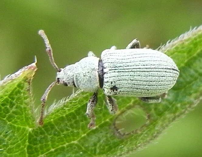 21 phyllobius pomaceus 77