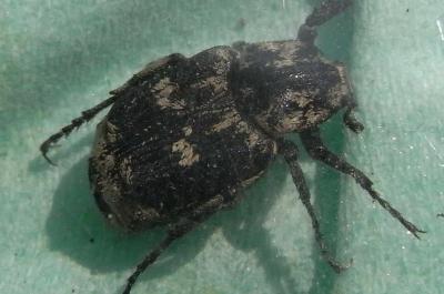21 valgus hemipterus 3
