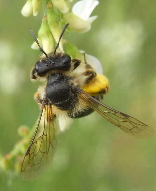 25 andrena flavipes female 1