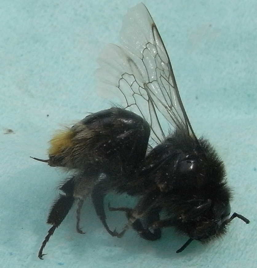 25 bombus lapidarius reine 2