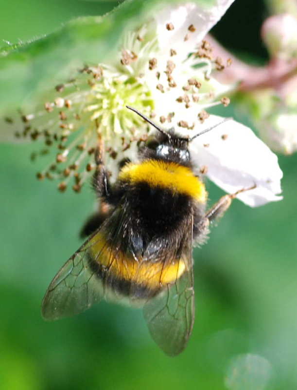 25 bombus terrestris 1