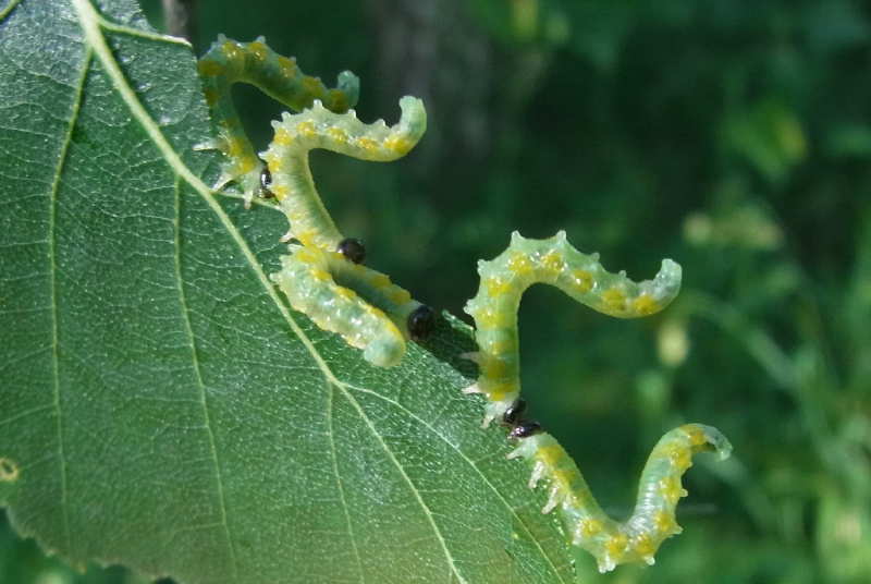 25 tenthredes larves sur betula