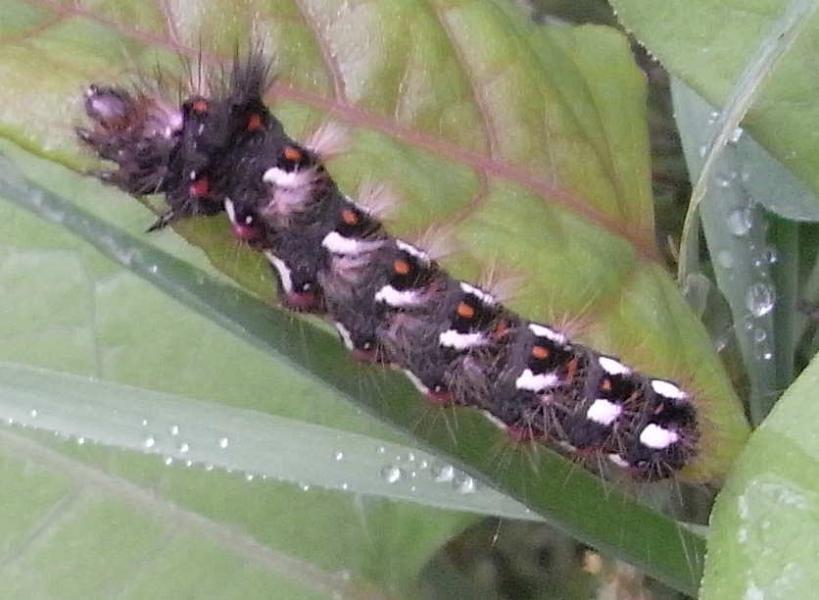 27 acronicta rumicis 6