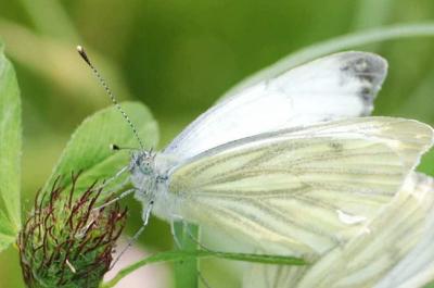 27 pieris napi 2