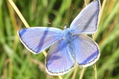 27 polyommatus icarus 87