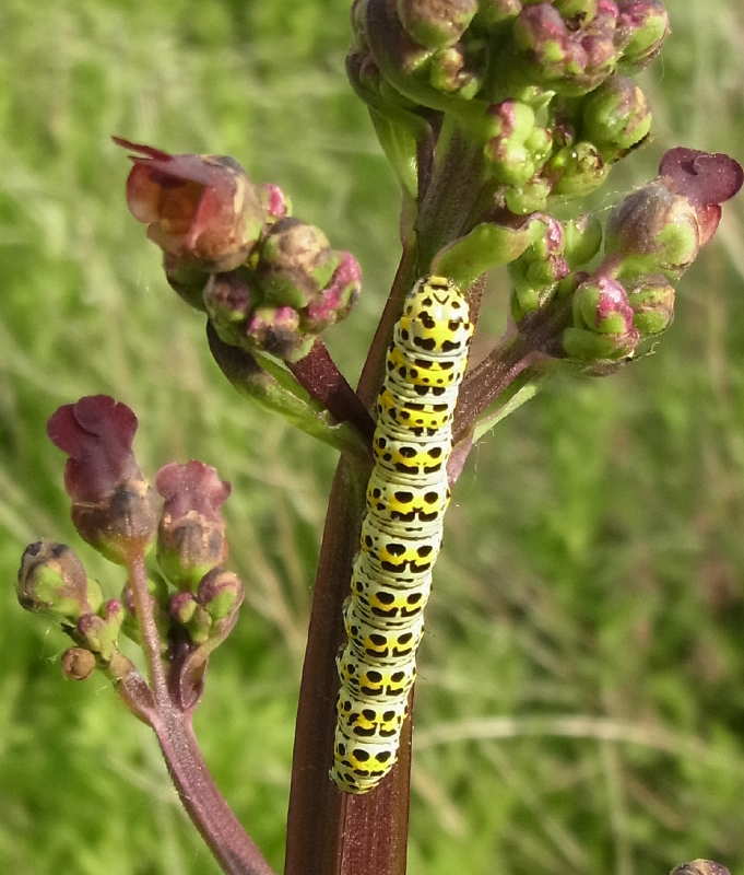 27 shargacucullia scrophulariae 2