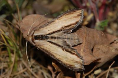 27 shargacucullia scrophulariae adulte