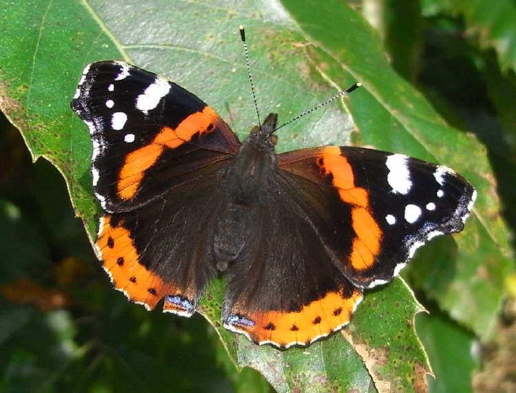 27 vanessa atalanta 71