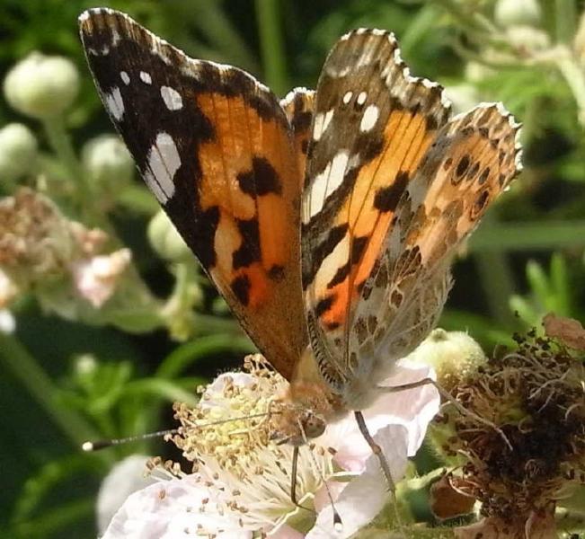 27 vanessa cardui 66