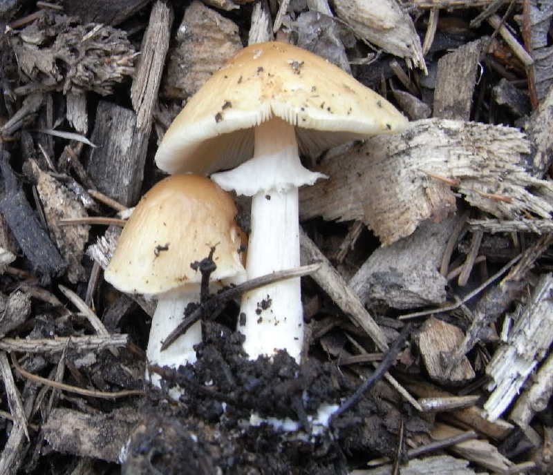 Agrocybe rivulosa 5