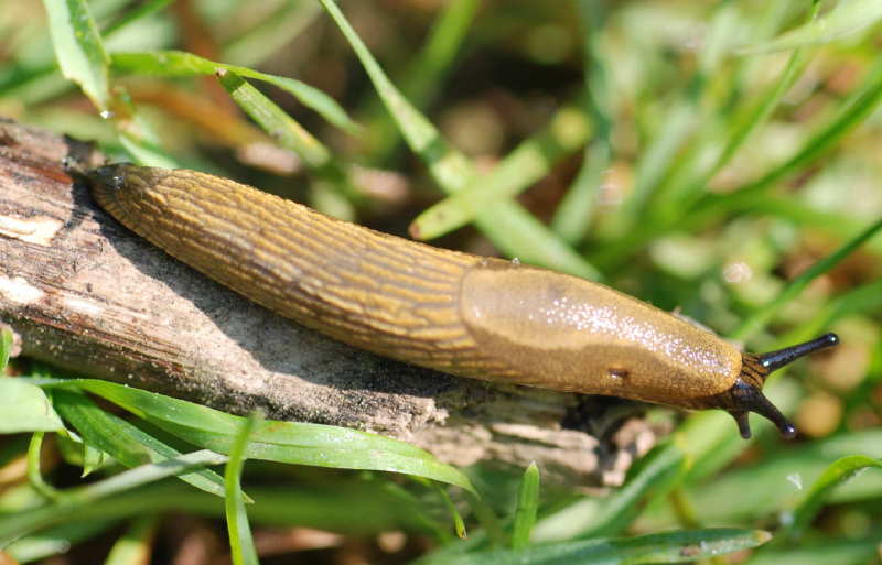 Arion lusitanicus juvenile 3 cm