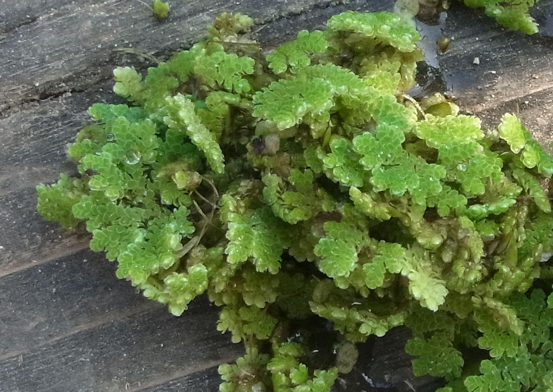 Azolla filiculoides 2