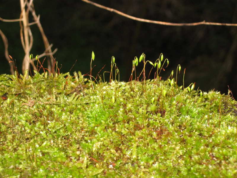 Bryum capillare