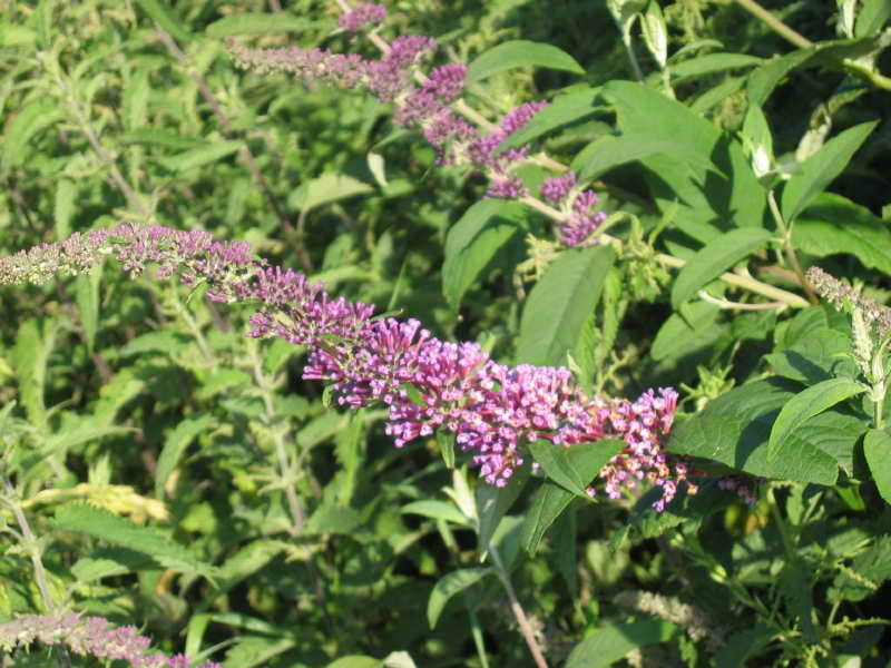 Buddleia