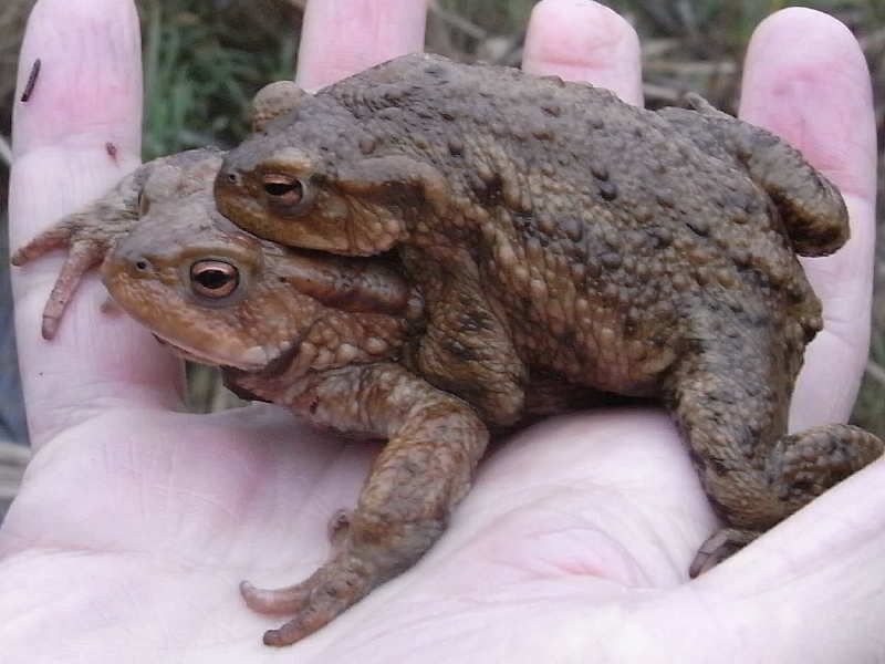 Bufo bufo 5