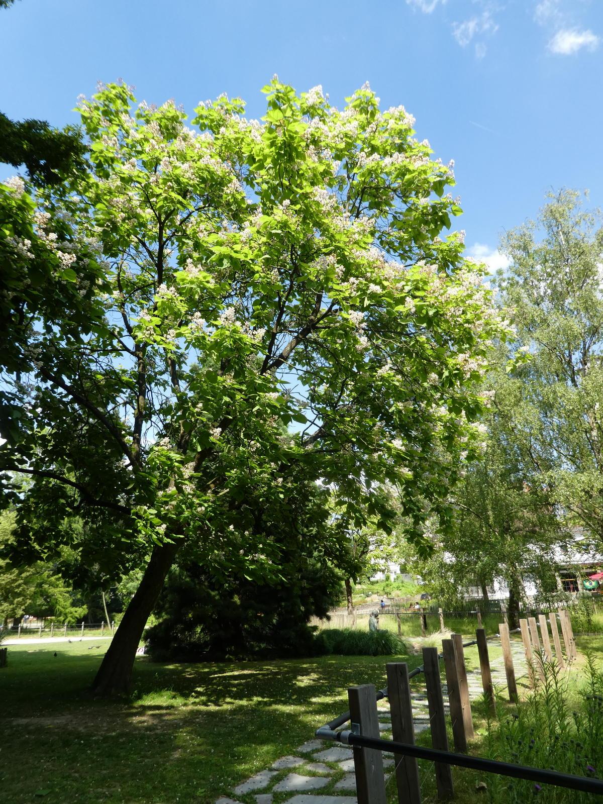 Catalpa 1