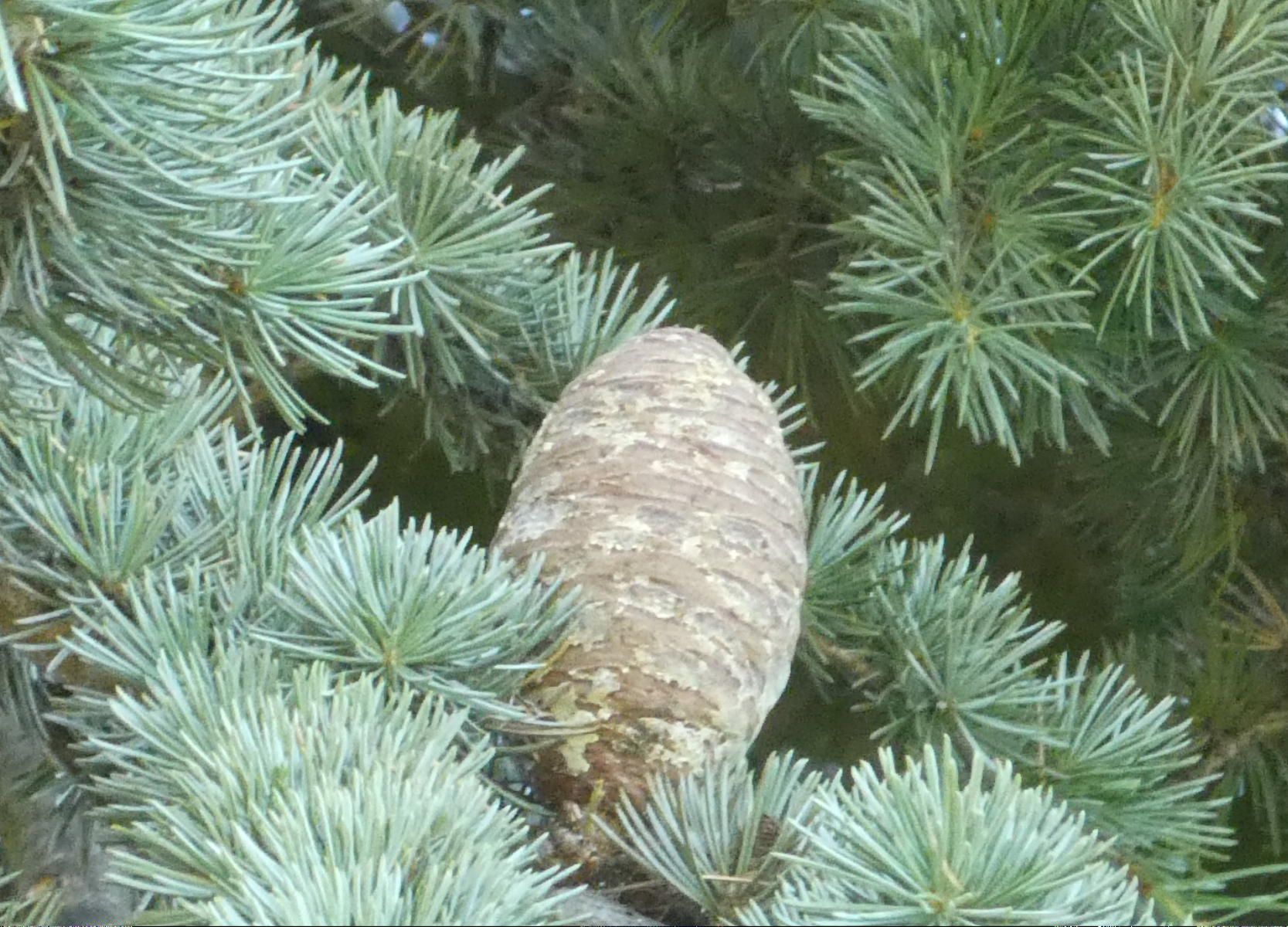 Cedre bleu de l atlas feuilles et fruits 1
