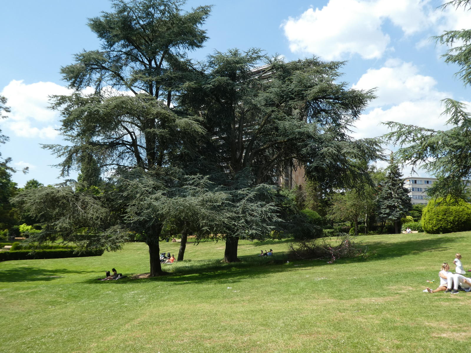 Cedres bleus de l atlas 2