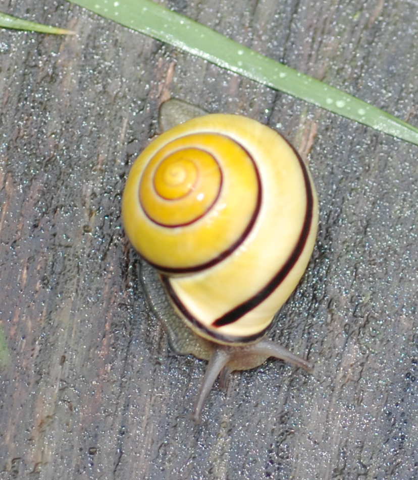 Cepaea nemoralis 1