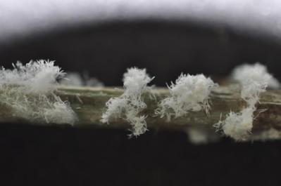 Ceratiomyxa fruticulosa photo sabyne lippens