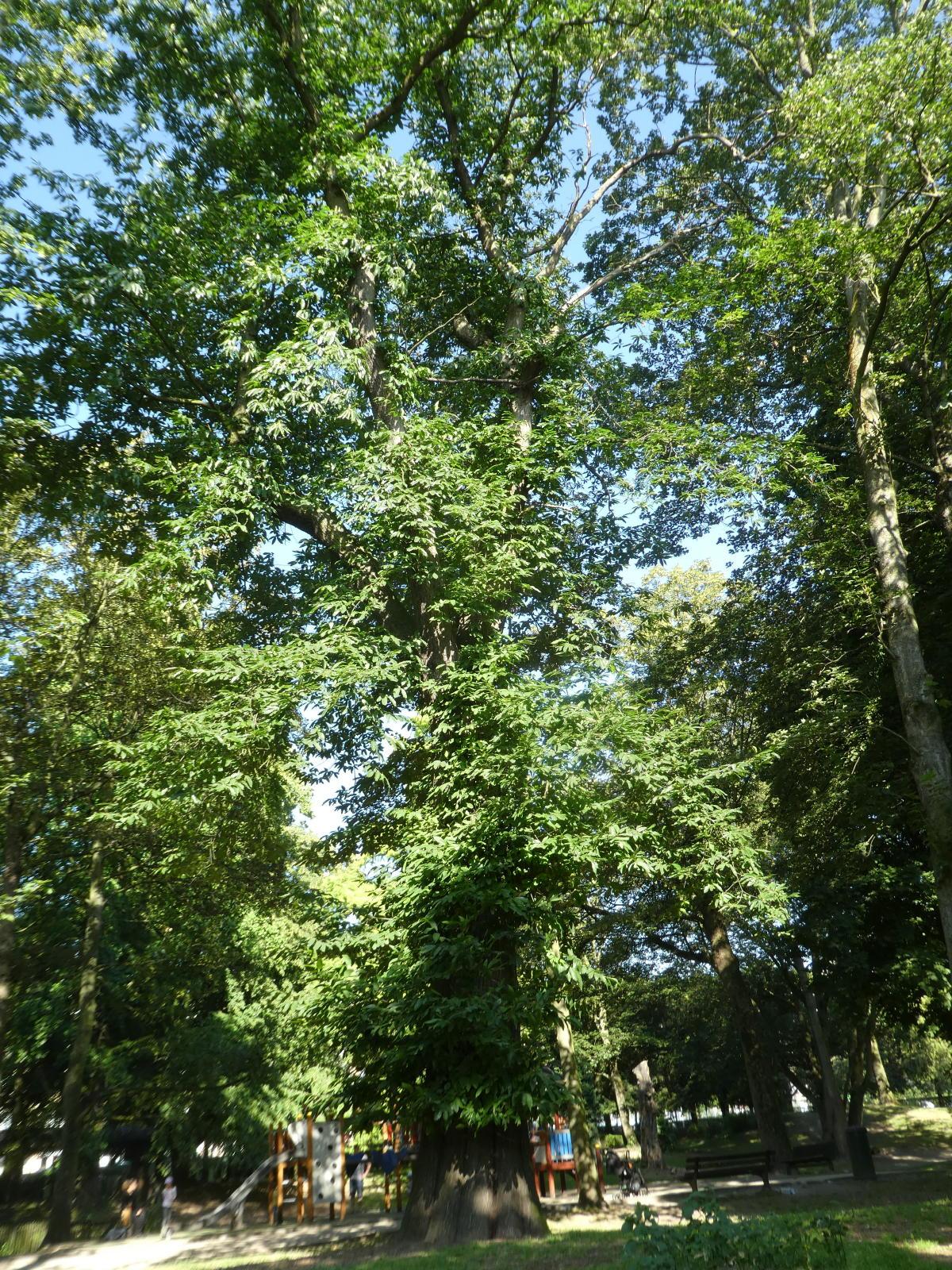 Chataignier 3
