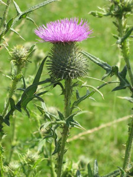 Cirsium vulgare 1