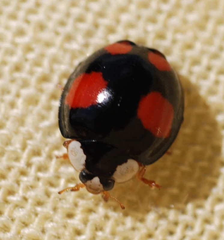 Coccinelle