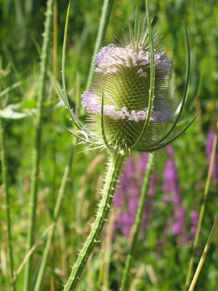 Dipsacus fullonum 3