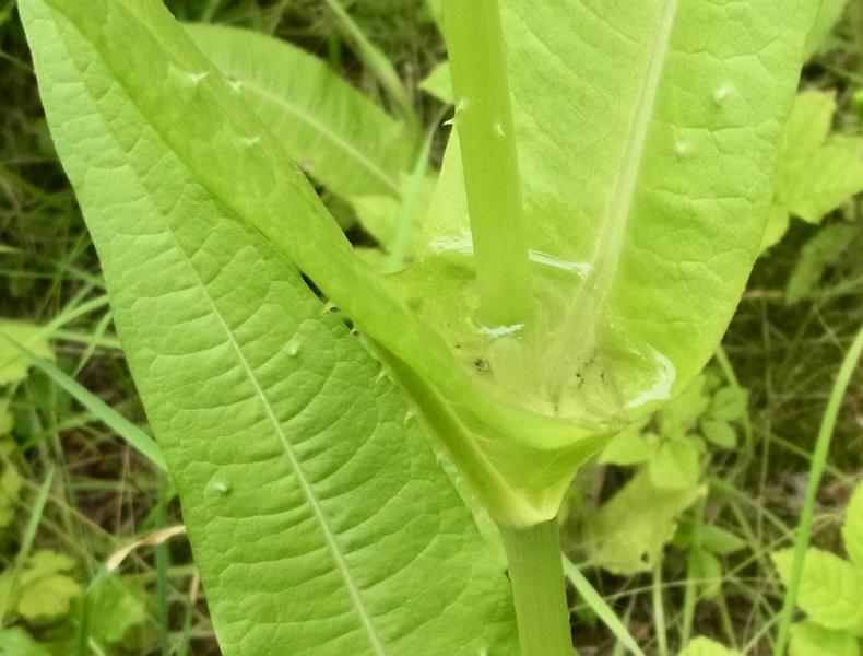 Dipsacus fullonum 5