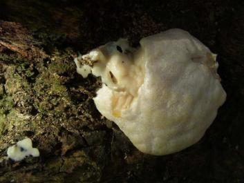 Enteridium lycoperdon