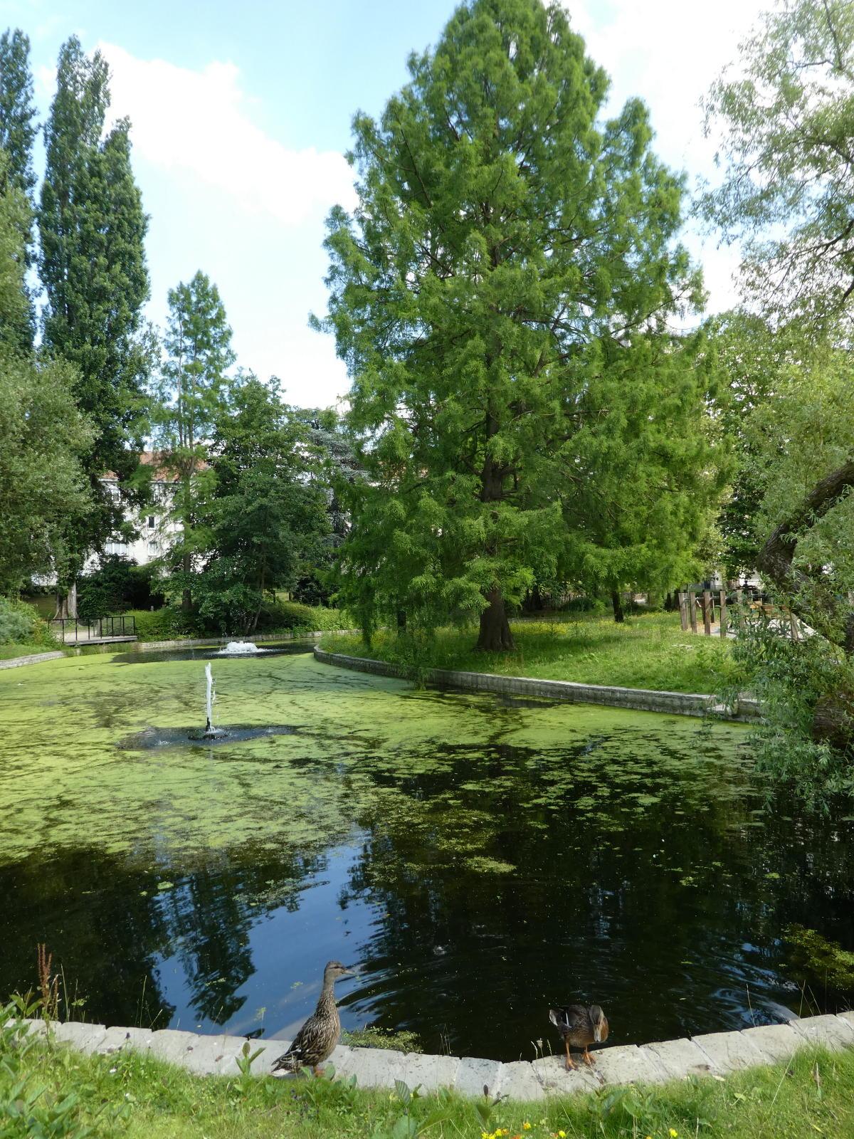 Etang 4 et cypres chauve 1