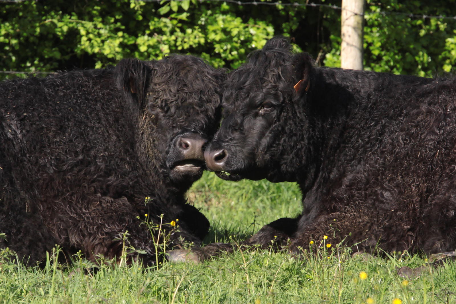 Galloways photo magalie tomas millan