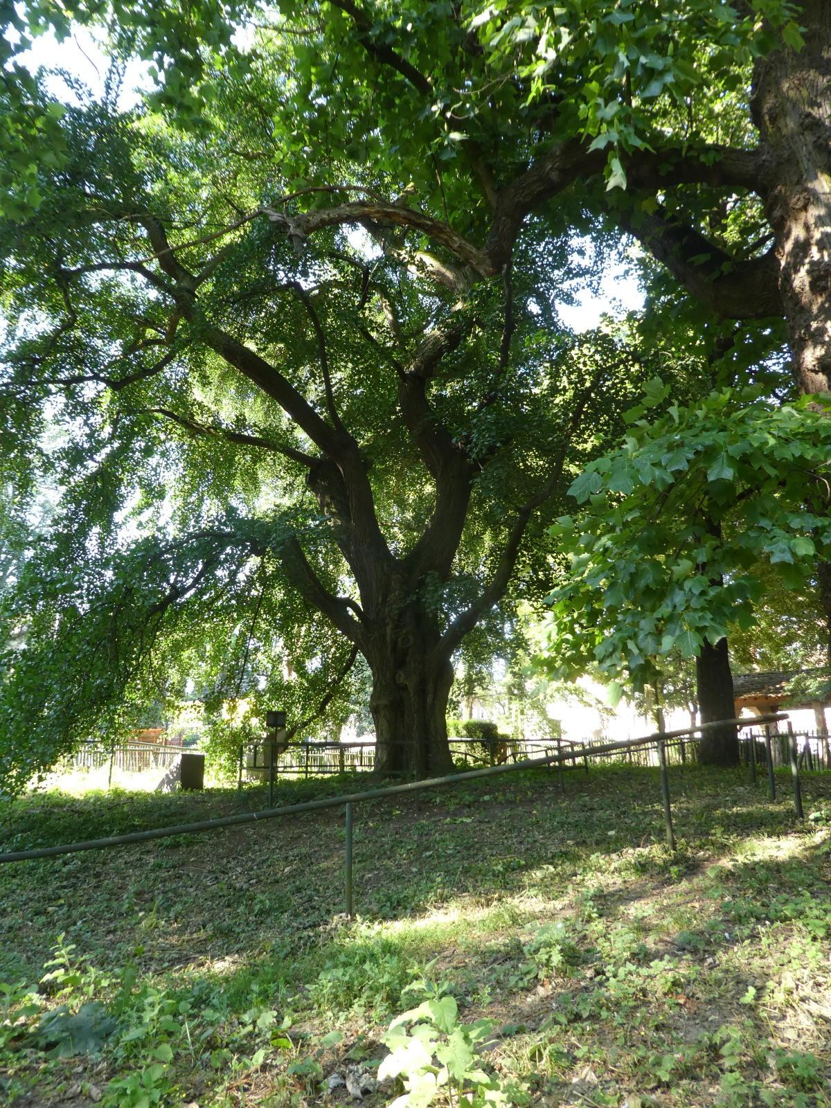 Ginkgo biloba 3