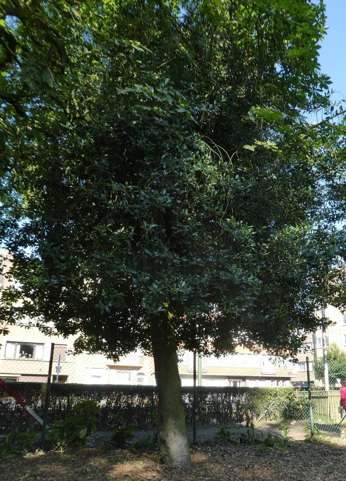 Houx de haute claire 1