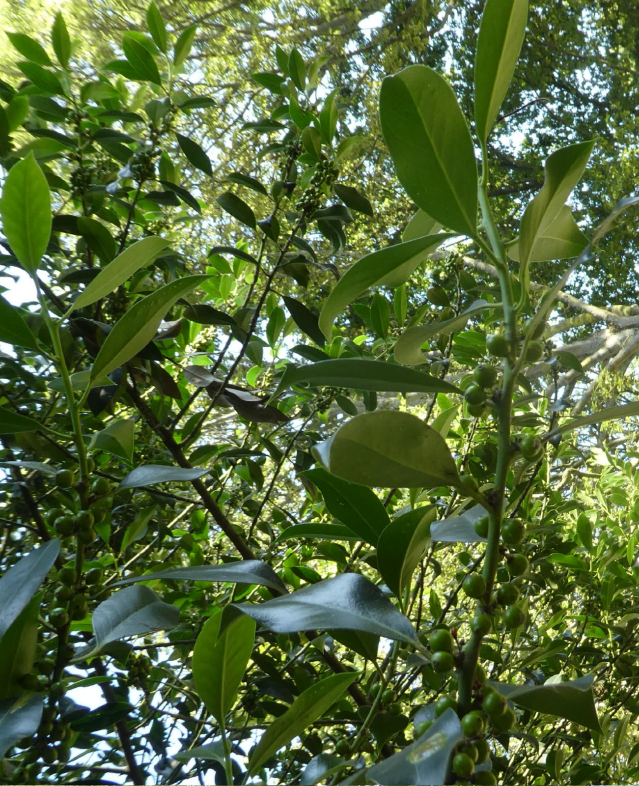 Houx de haute claire feuilles et fruits