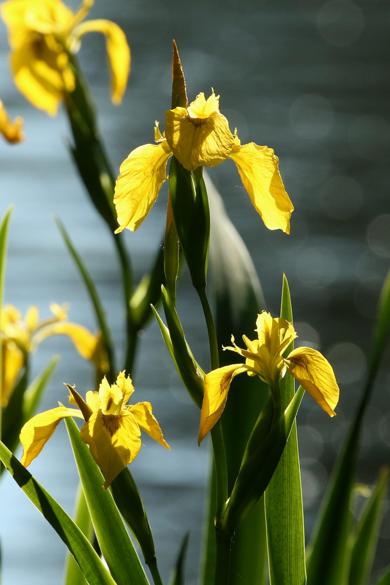 Iris jaunes