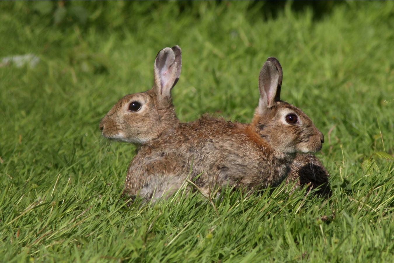 Lapins