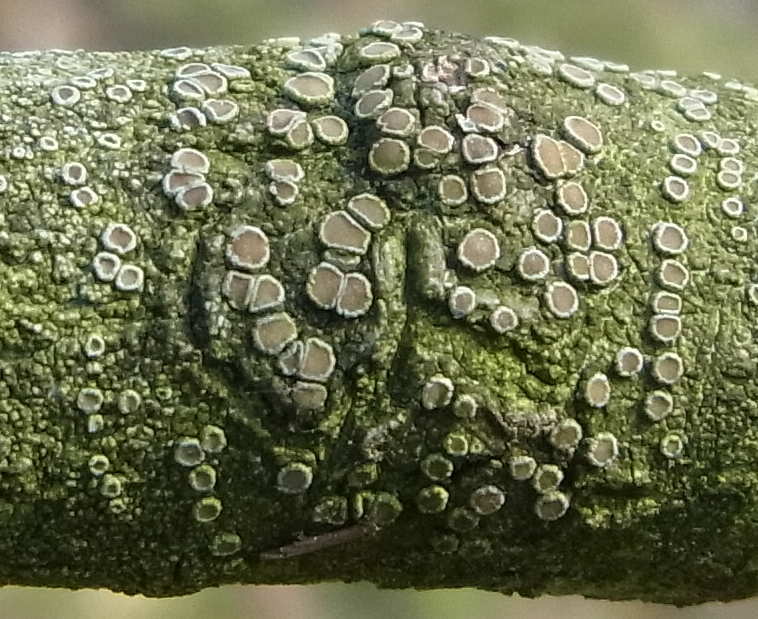 Lecanora chlarotera 2