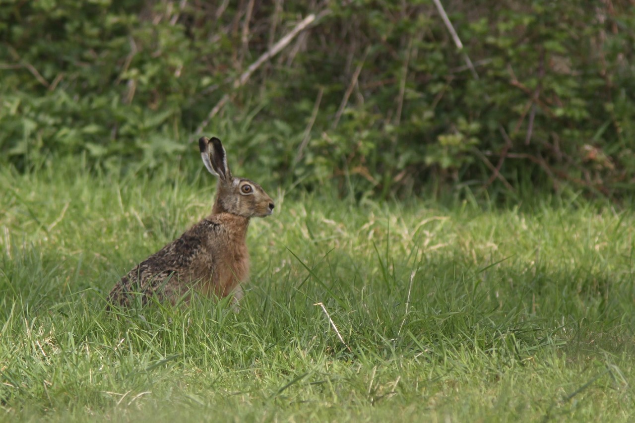 Lepus europaeus photo magalie tomas millan