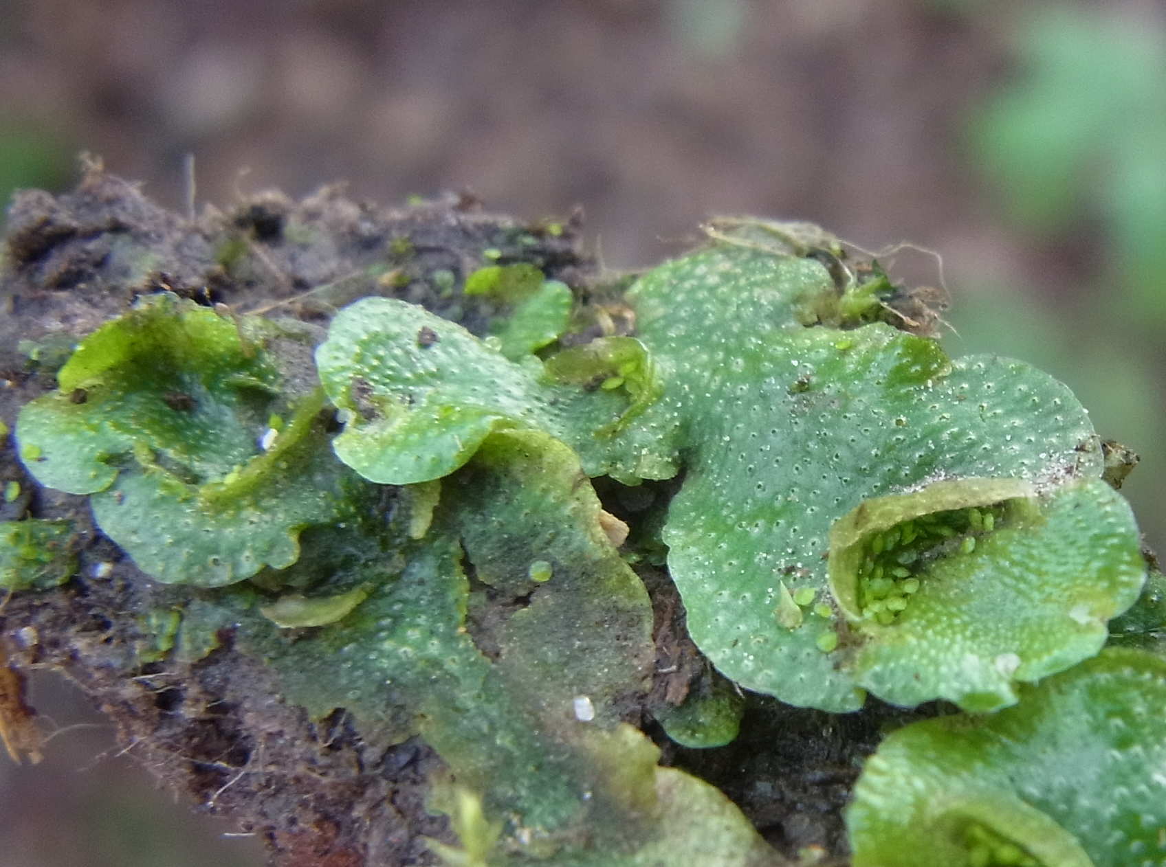 Lunularia cruciata 3 corbeilles a propagules