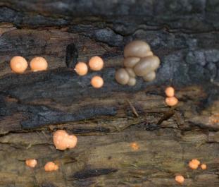 Lycogala epidendrum 1
