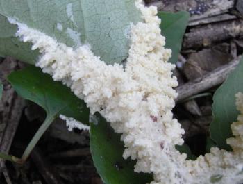 Mucilago crustacea 2