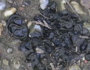 Nostoc sp