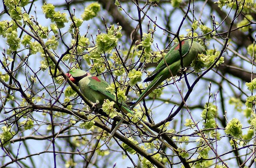 Perruche alexandre couple